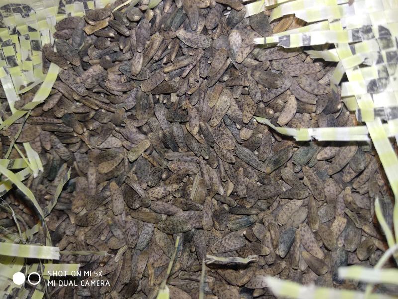 【新品】牛蒡子大量批发大力子简过风货人工筛选干净无杂