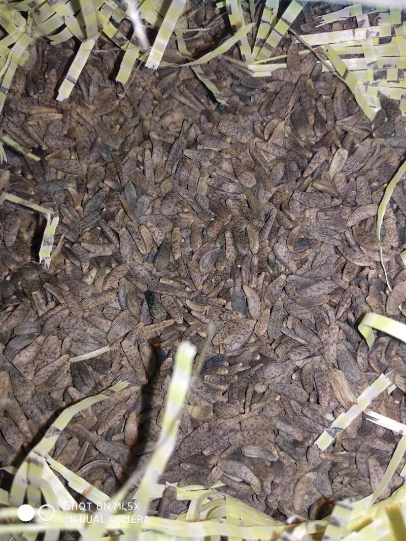 【新品】牛蒡子大量批发大力子简过风货人工筛选干净无杂