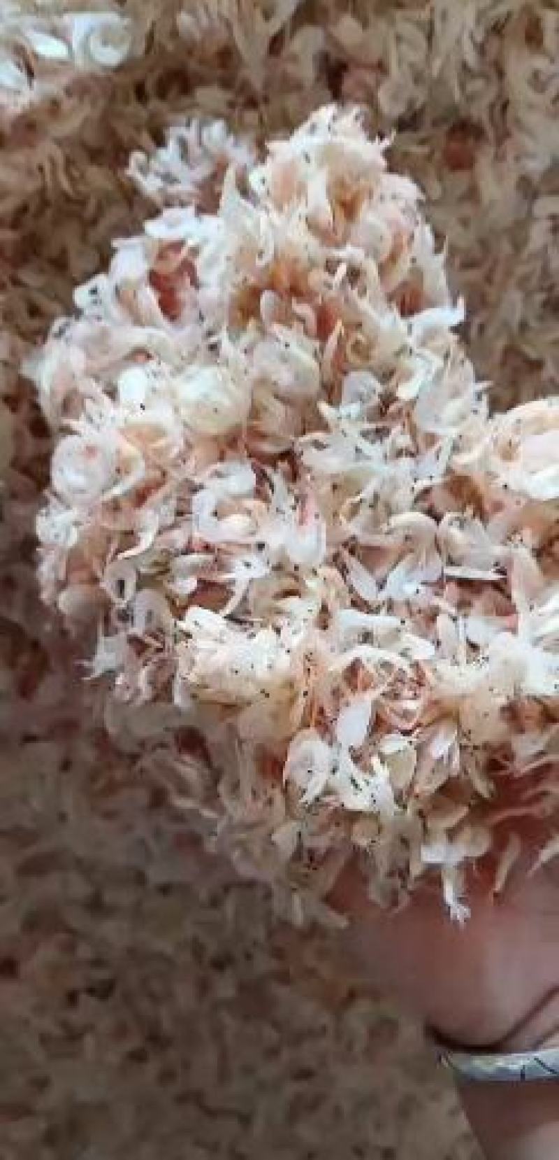 咸货虾皮产地直发大量现货不包运费
