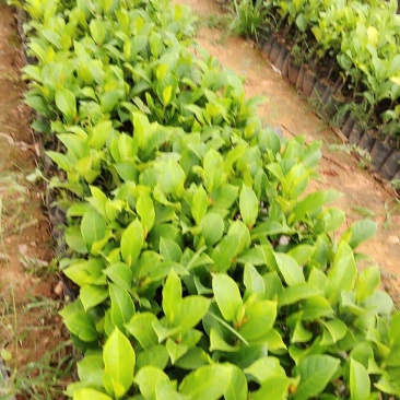 正宗海南黄肉，红肉榴莲蜜苗一手货源3到4年结果