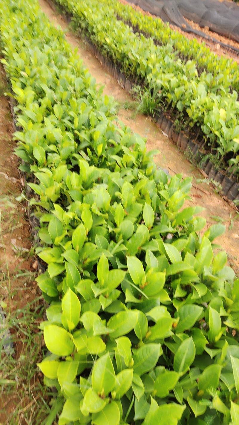 正宗海南黄肉，红肉榴莲蜜苗一手货源3到4年结果