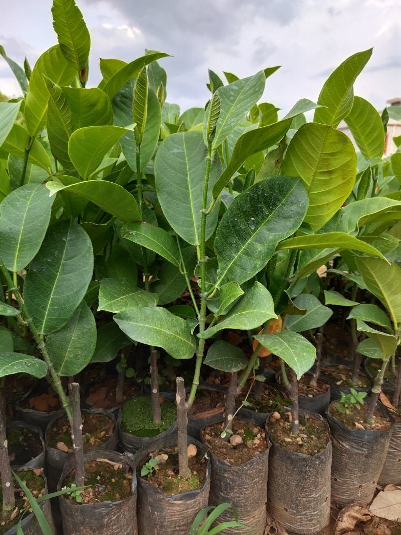 正宗海南黄肉，红肉榴莲蜜苗一手货源3到4年结果