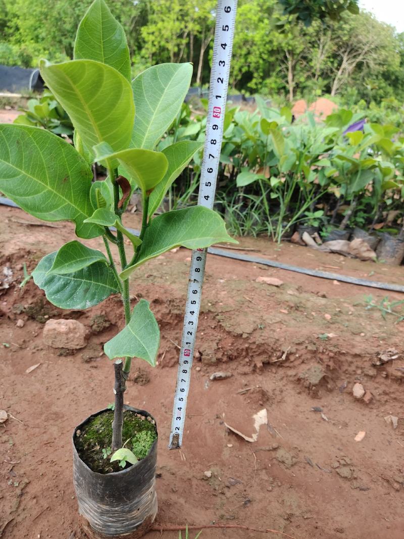 正宗海南黄肉，红肉榴莲蜜苗一手货源3到4年结果