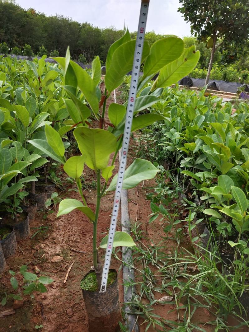 正宗海南黄肉，红肉榴莲蜜苗一手货源3到4年结果