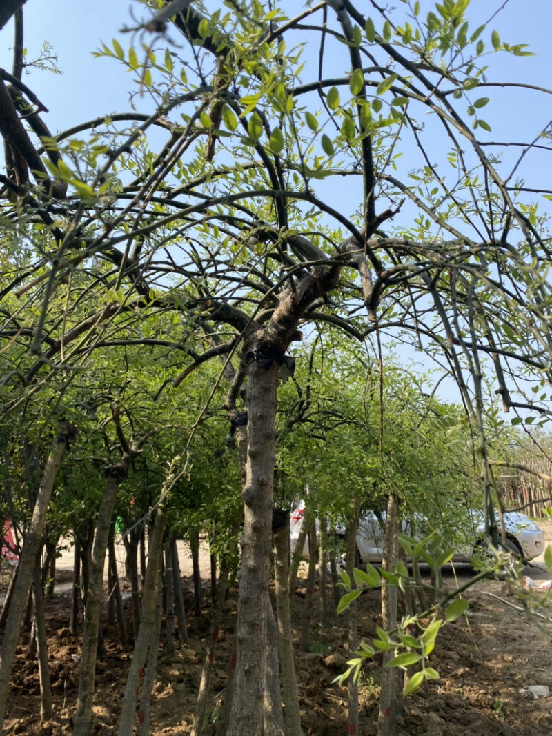 基地直销精品龙爪槐规格5到10公分规格齐全