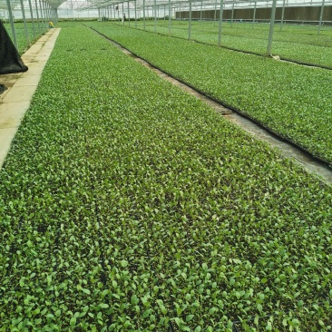 青梗菜花，炎秀西兰花苗