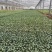 青梗菜花，炎秀西兰花苗