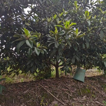 枇杷树，5-15规格，量大优惠，树型精品。