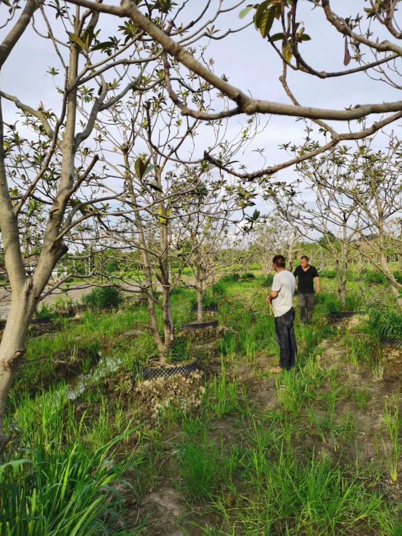 枇杷树，5-15规格，量大优惠，树型精品。