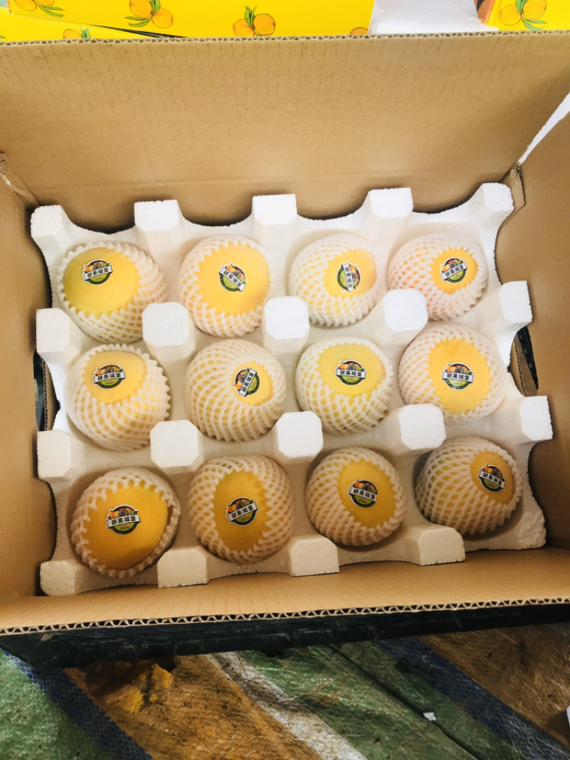 精品西尾金黄桃大量上市支持一件代发