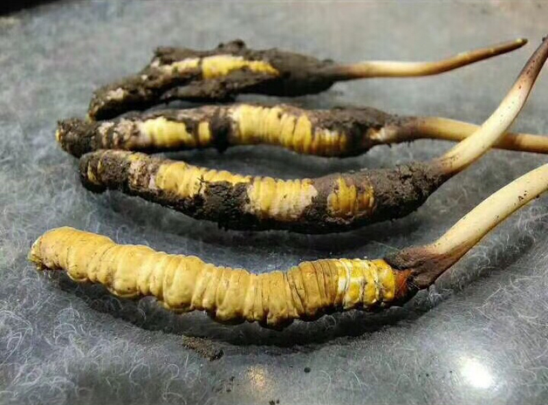 精品甘南直销虫草（冬虫夏草）中通包邮。