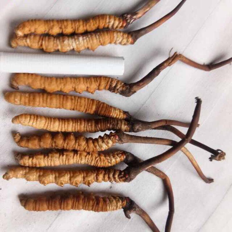精品甘南直销虫草（冬虫夏草）中通包邮。