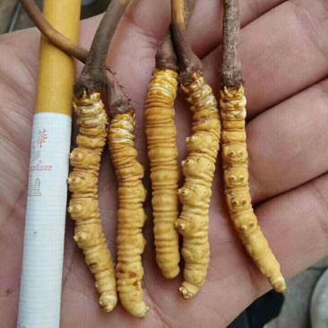 精品甘南直销虫草（冬虫夏草）中通包邮。