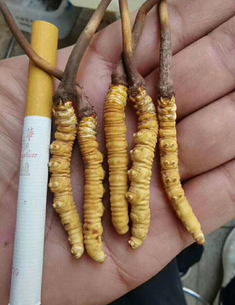 精品甘南直销虫草（冬虫夏草）中通包邮。