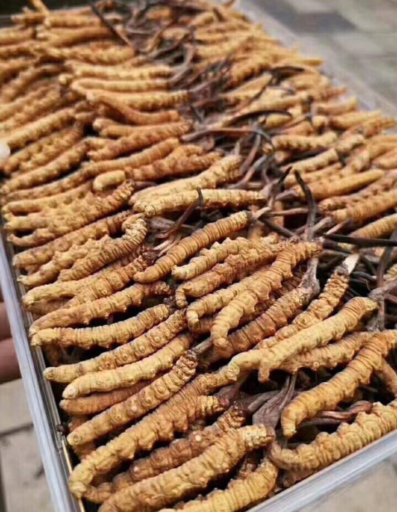 精品甘南直销虫草（冬虫夏草）中通包邮。