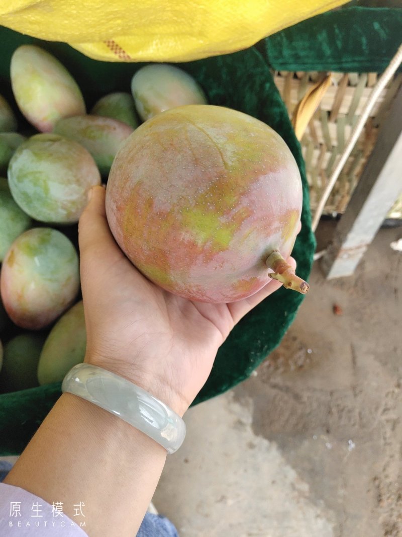 凱特芒果，