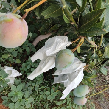 凱特芒果，