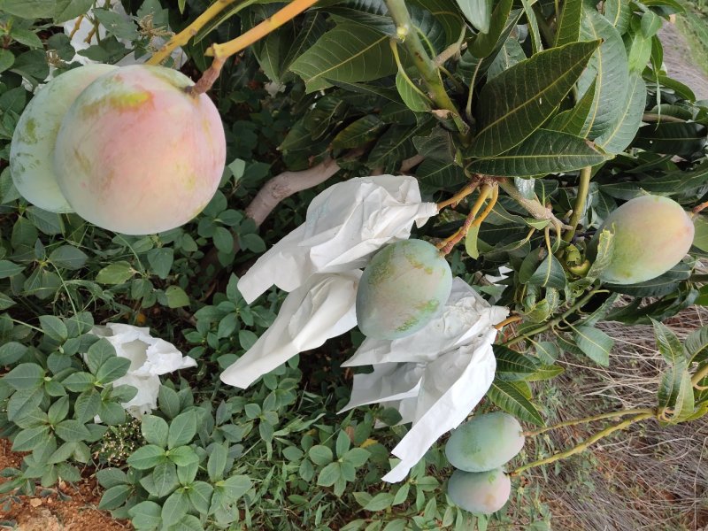凱特芒果，