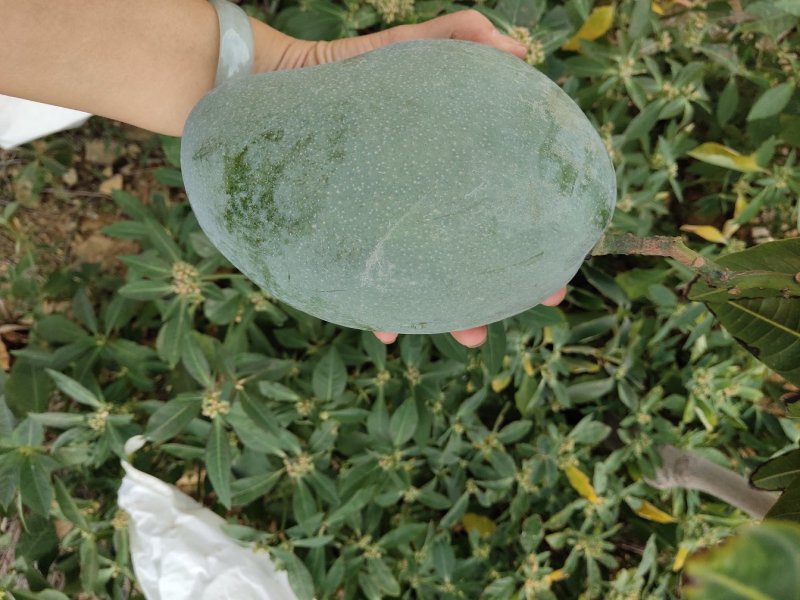 凱特芒果，