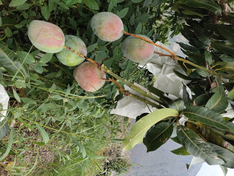 凱特芒果，