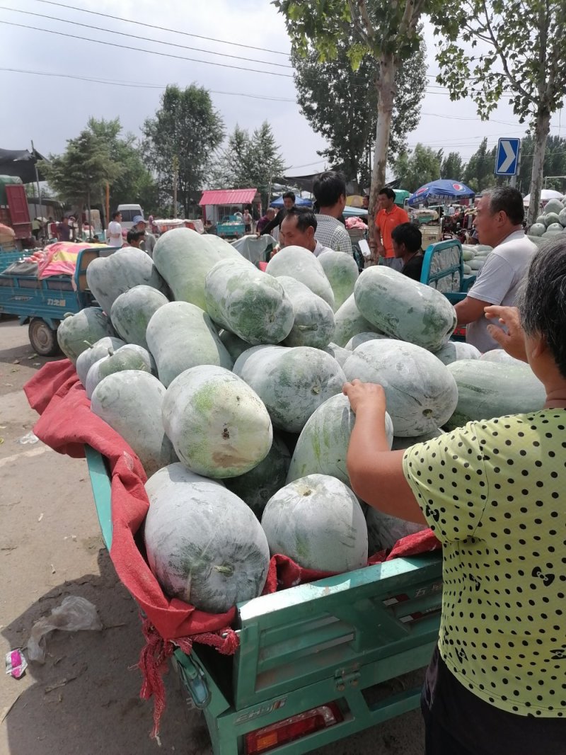 郑州中牟县海南大白冬产地大量上市