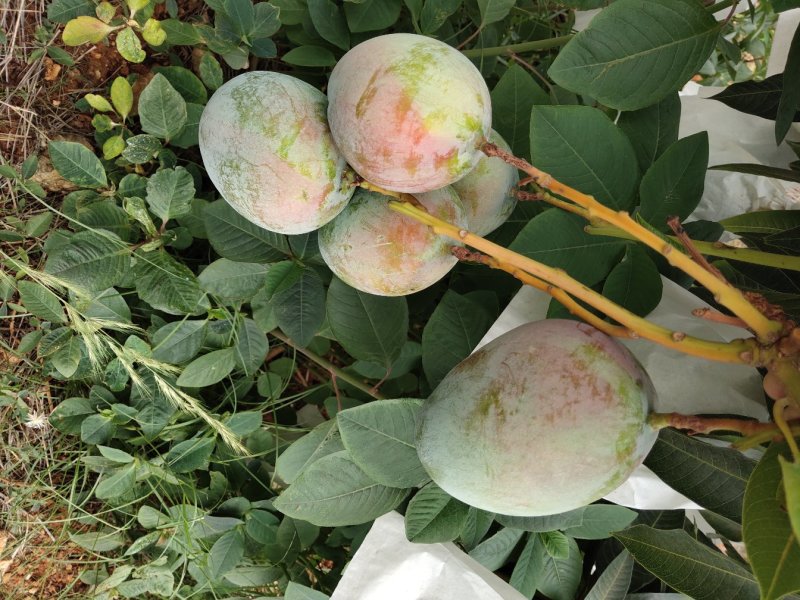 凱特芒果，