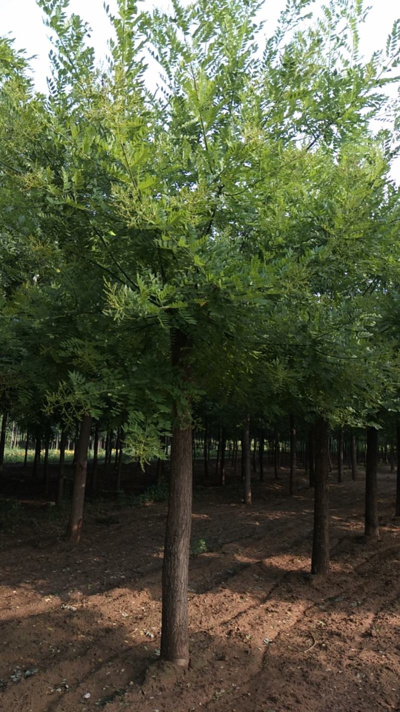 邢台大量供应优质国槐质量保证