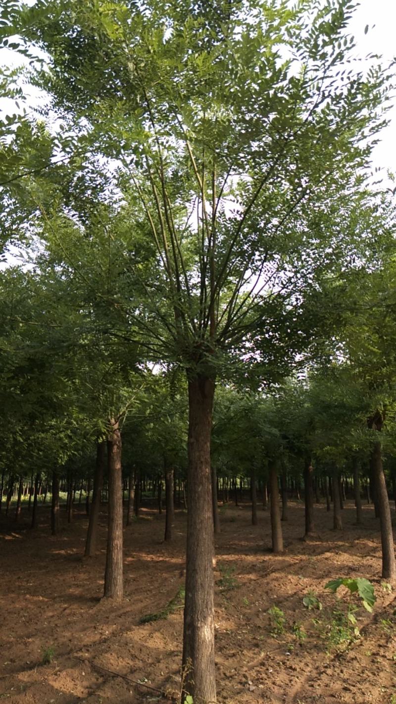 邢台大量供应优质国槐质量保证