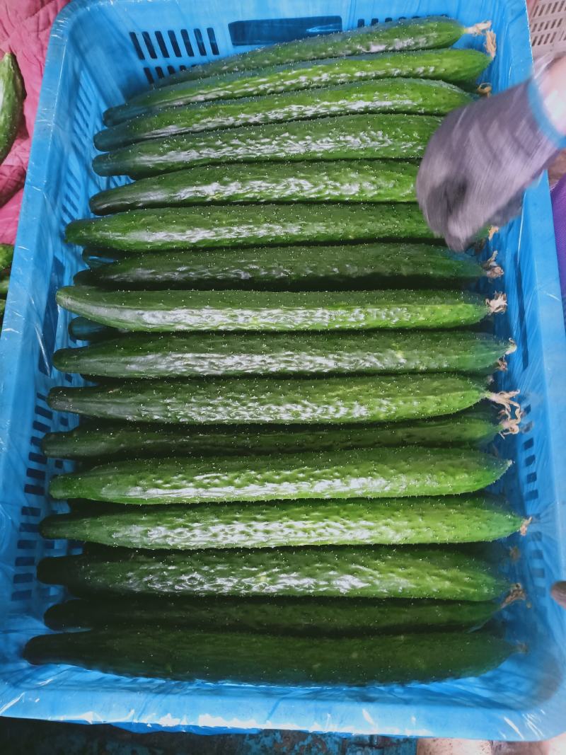 密刺黄瓜，莘县万亩大棚黄瓜，代发全国客商实地考察选购。