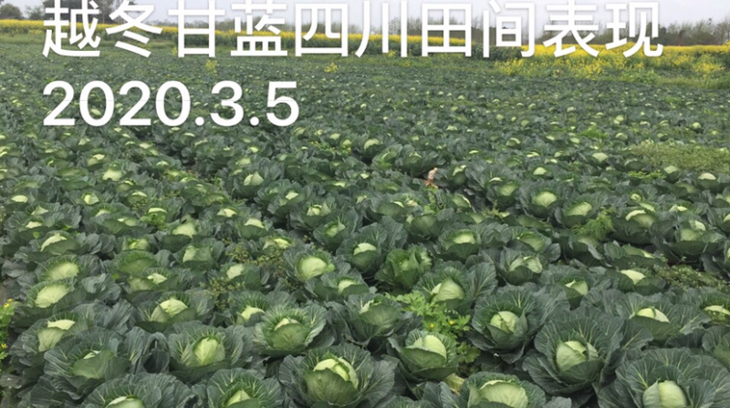 越冬耐寒甘蓝种子～皇冠75