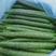 密刺黄瓜，莘县万亩大棚黄瓜，代发全国客商实地考察选购。