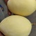黃帶凱特