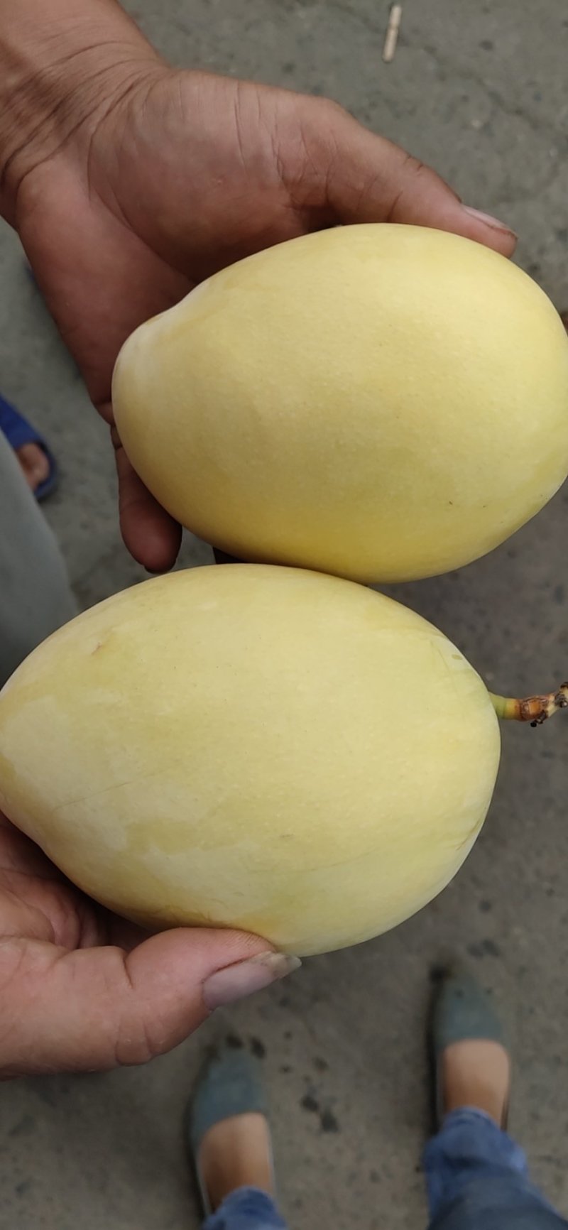 黃帶凱特