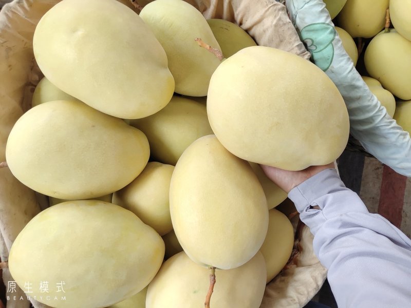 黃帶凱特