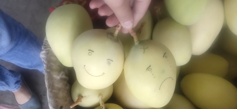 黃帶凱特