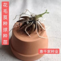 花毛茛种球重瓣洋牡丹种球进口芹叶牡丹种子易活包对版种籽