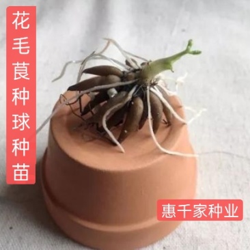 花毛茛种球重瓣洋牡丹种球进口芹叶牡丹种子易活包对版种籽