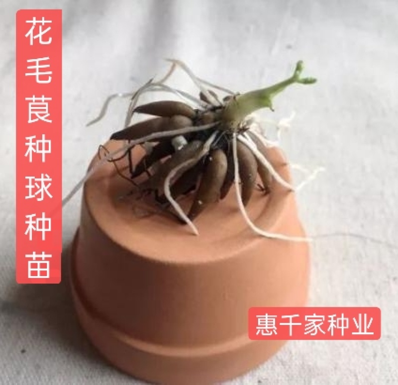 花毛茛种球重瓣洋牡丹种球进口芹叶牡丹种子易活包对版种籽