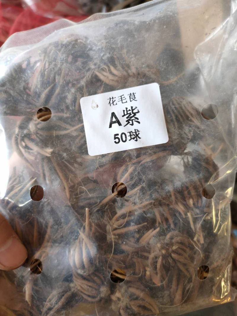 花毛茛种球重瓣洋牡丹种球进口芹叶牡丹种子易活包对版种籽