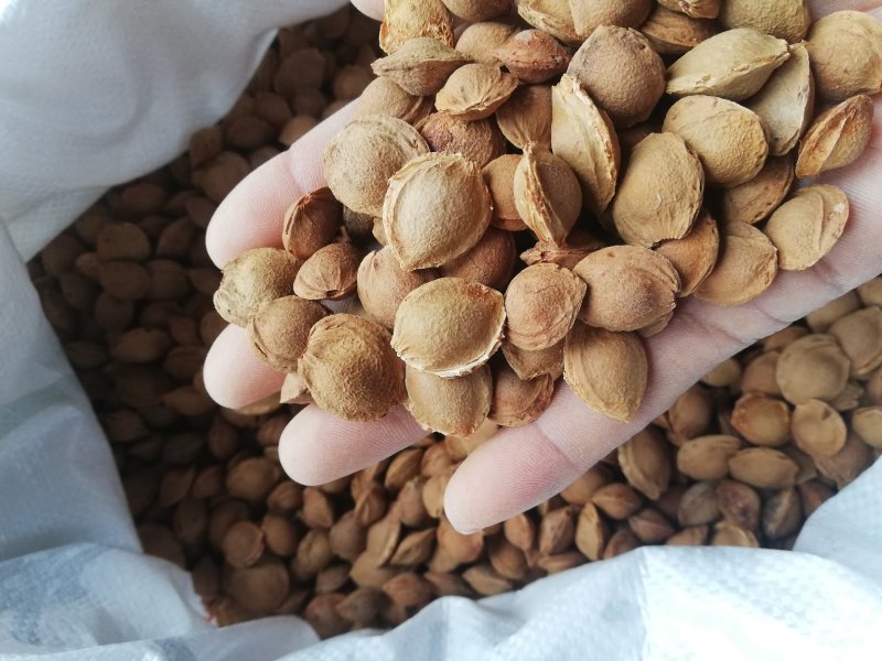 山杏胡，今年质量非常好，出芽率可达95%以上。