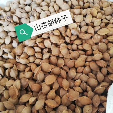 山杏胡，今年质量非常好，出芽率可达95%以上。