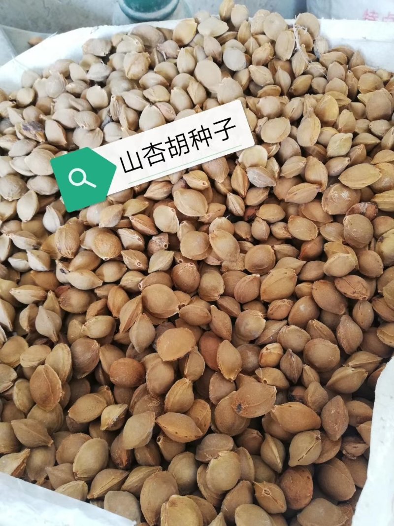 山杏胡，今年质量非常好，出芽率可达95%以上。