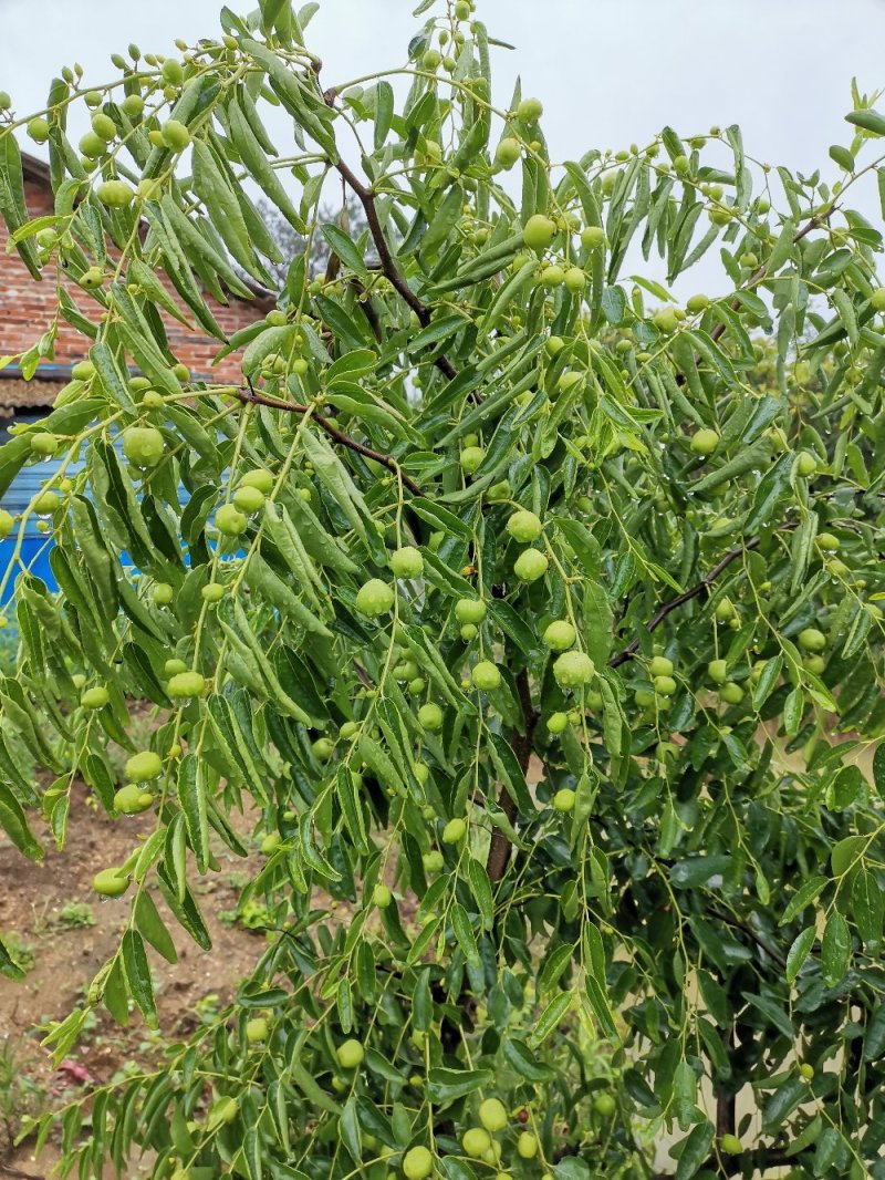 果农自产各种水果现己大量上市！