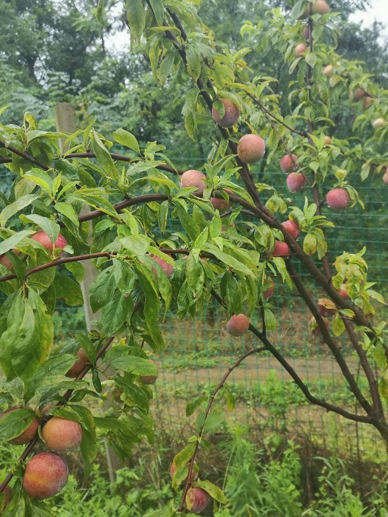 果农自产各种水果现己大量上市！