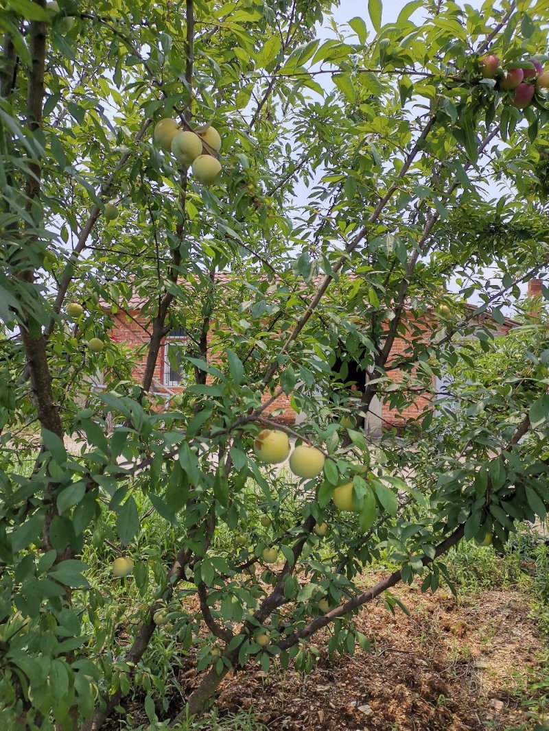 果农自产各种水果现己大量上市！