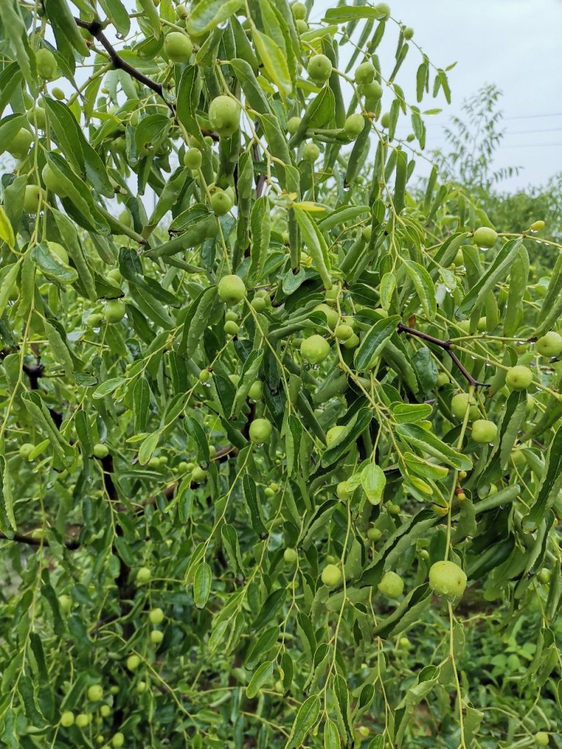 果农自产各种水果现己大量上市！
