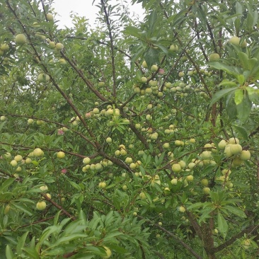 果农自产各种水果现己大量上市！