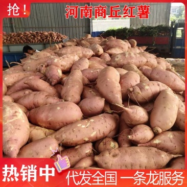 热销河南精品龙玖红薯产地直供货源充足代发全国