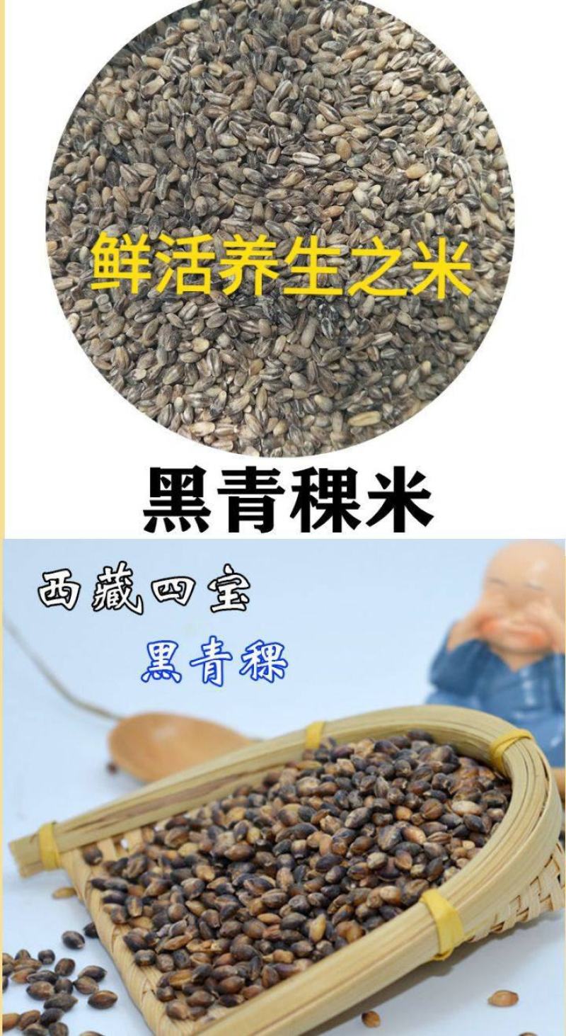 青稞米青藏四宝之一青稞米五谷杂粮青稞米5斤装包邮