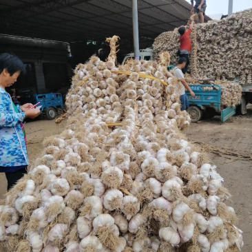 东北独头蒜种大量上市中，要的抓紧联系